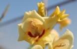 Иоанн Кронштадтский Цветы - остатки Рая на Земле, И может от того мы так их любим Цветы остатки рая на земле кто сказал