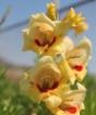 Иоанн Кронштадтский Цветы - остатки Рая на Земле, И может от того мы так их любим Цветы остатки рая на земле кто сказал